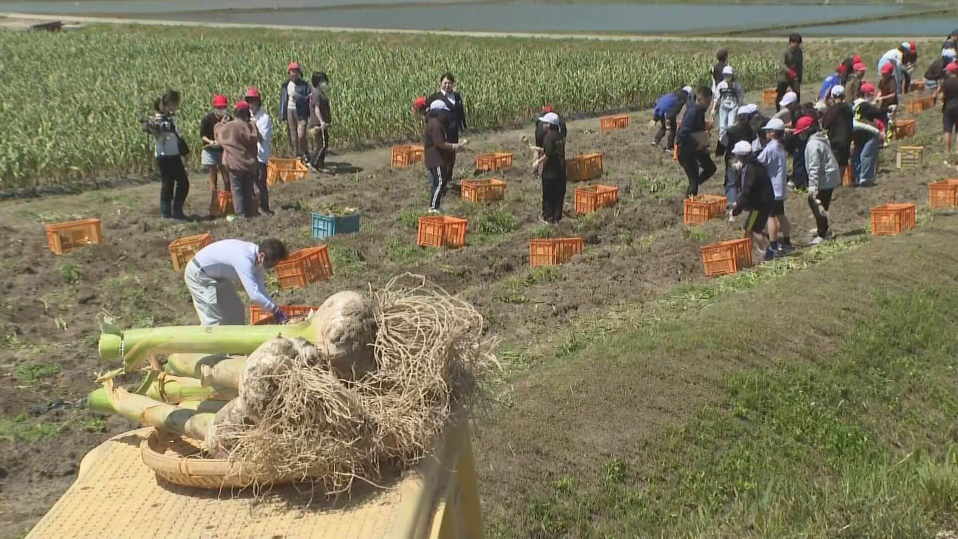 小学生がニンニクの収穫体験　呉市