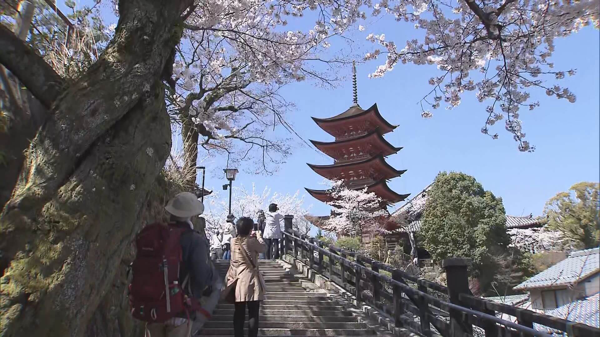 「やっぱ広島じゃ割」再開　観光地宮島は？