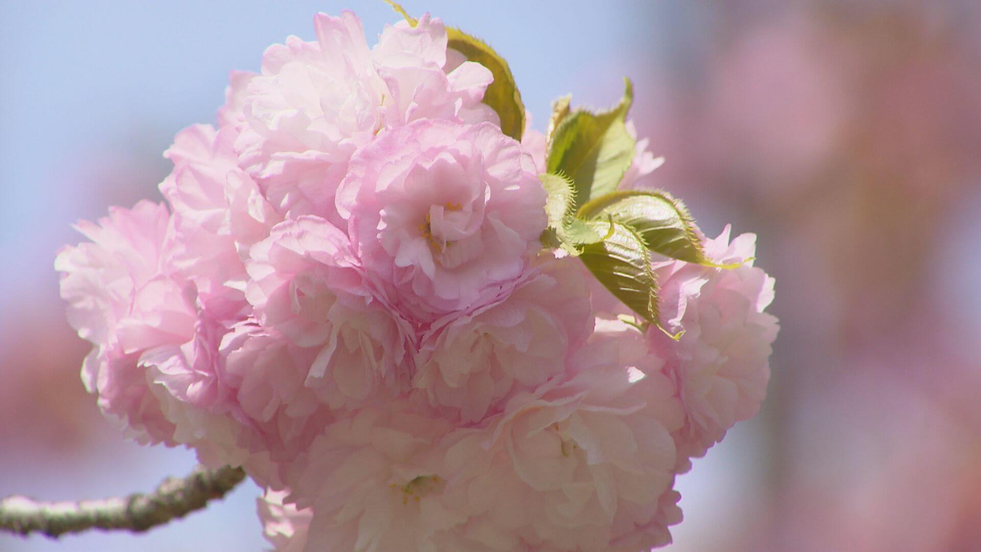 広島市で今年初の夏日 佐伯区の造幣局では 花のまわりみち 始まる ニュース 報道 Home広島ホームテレビ