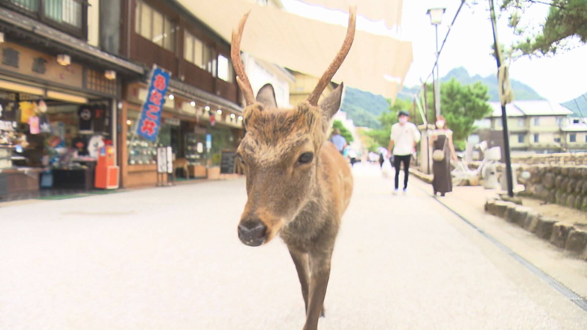 「やっぱ広島じゃ割」延長？来週判断へ　広島