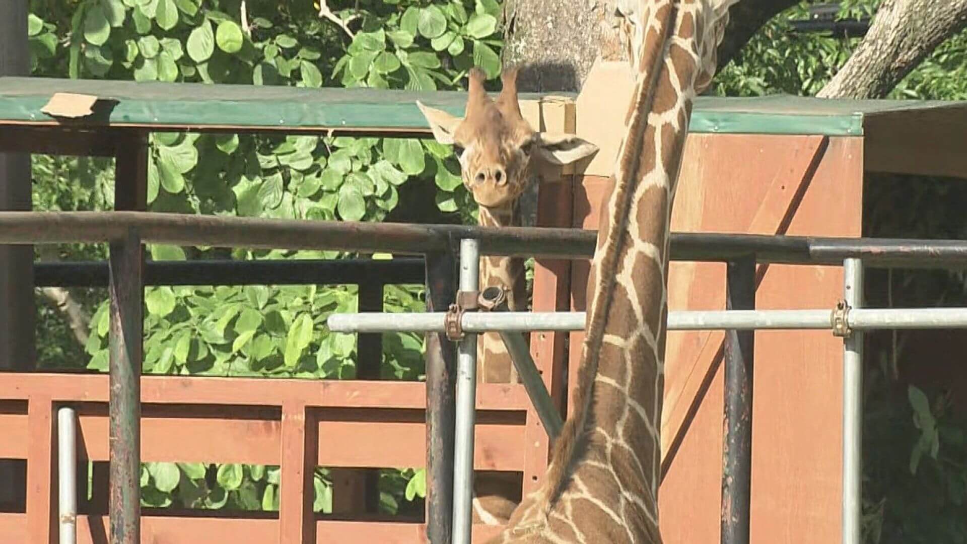 絶滅危惧種のアミメキリン あかり が繁殖のため東京へ 広島市安佐動物公園 ニュース 報道 Home広島ホームテレビ