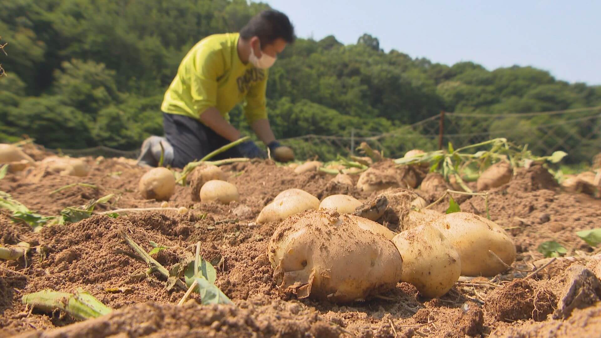 春作ジャガイモの収穫が最盛期 広島 安芸津町 ニュース 報道 Home広島ホームテレビ