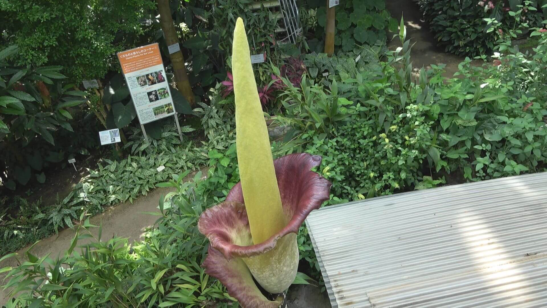 国内２例目 珍しいコンニャクの花が咲く 広島市植物公園 ニュース 報道 Home広島ホームテレビ