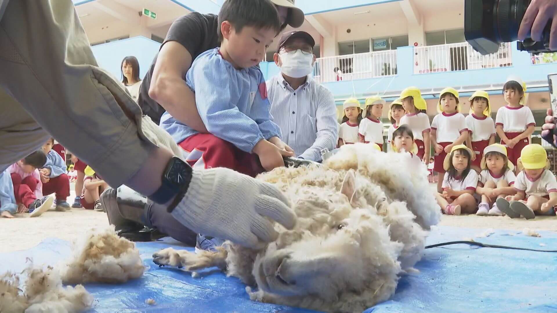 羊の衣替え 園児がお手伝い 三次市