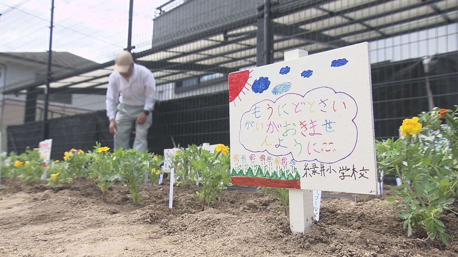 広島土砂災害から１０年　被災地の花壇にマリーゴールド