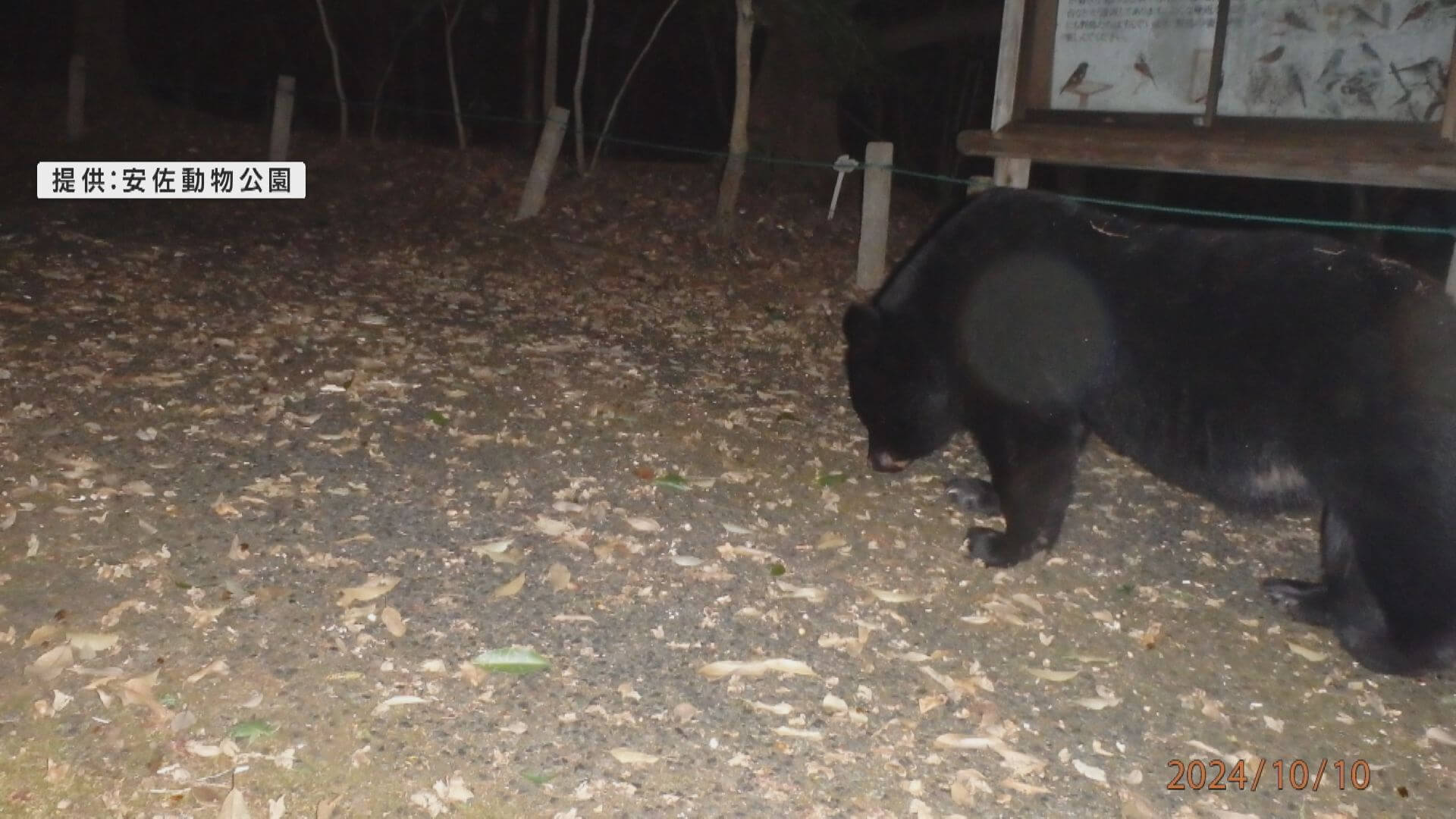 安佐動物公園でクマがドングリを食べた痕跡見つかり園内一部を閉鎖　広島市安佐北区