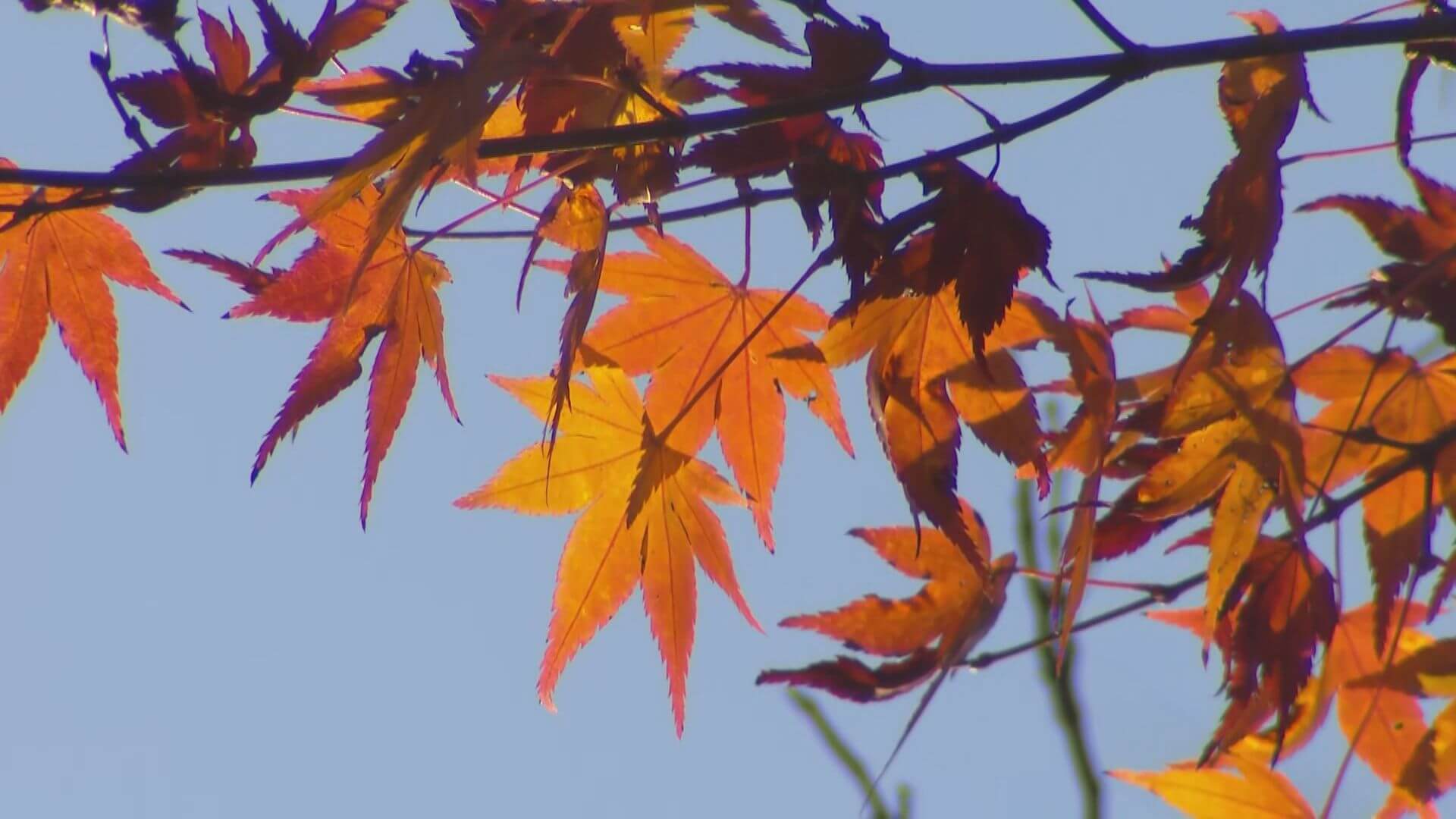 佛通寺で紅葉見ごろ「きれいで感動」　三原市