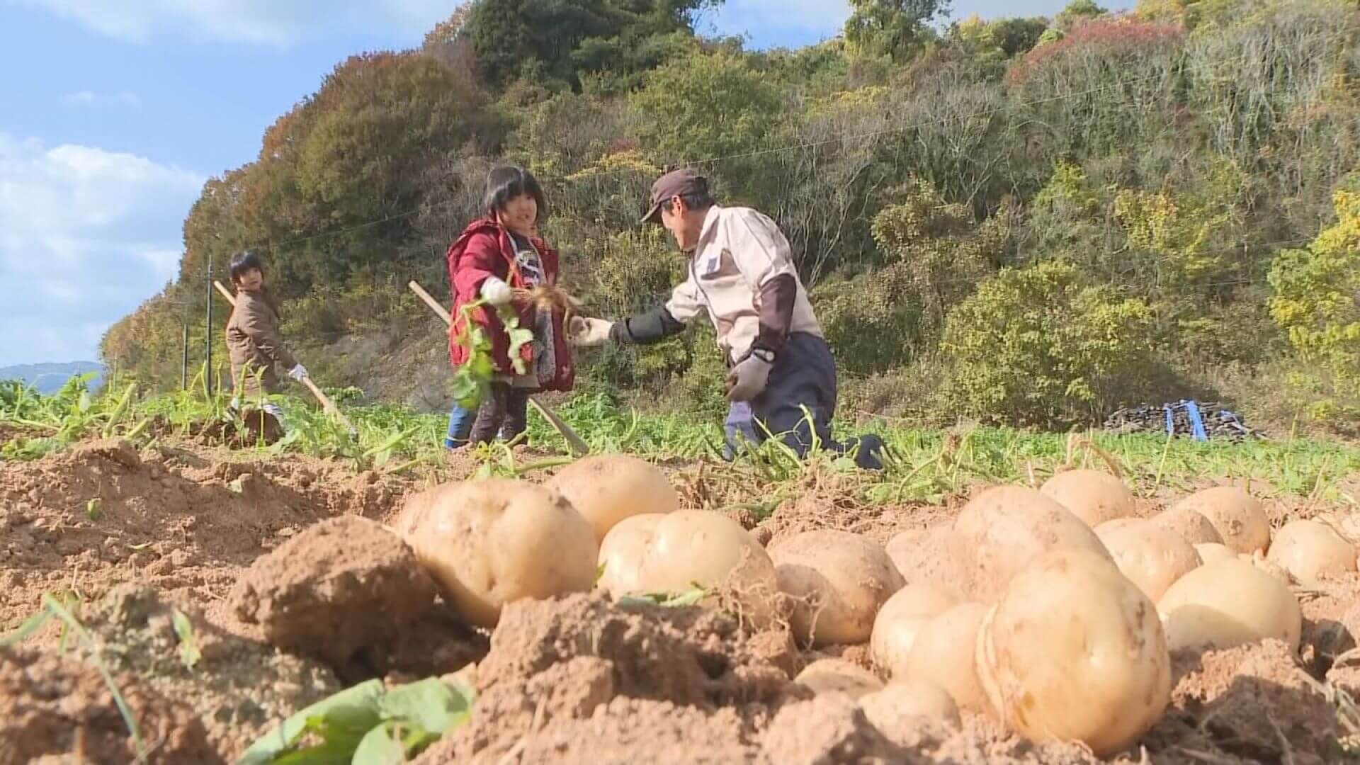 【広島・安芸津町】赤土ジャガイモの収穫