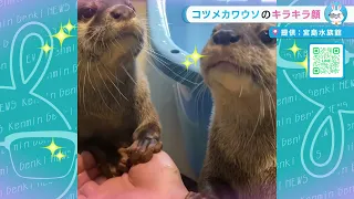 【けんみん元気ニュース】コツメカワウソが飼育員の手を握りながら餌を待つ時の目が可愛すぎる