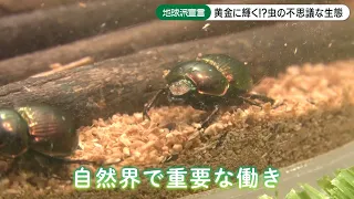 【地球派宣言】世界で約35,000種　コガネムシ上科の昆虫たち