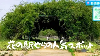 【けんみん元気ニュース】花の駅せら　今が見ごろ！春旬の花まつりは今こんな感じ