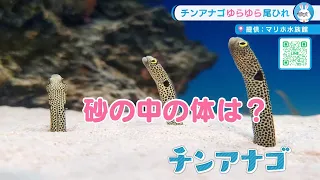 【けんみん元気ニュース】チンアナゴのたまにしか見られない体のある部分をとらえた映像