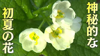 【地球派宣言】濡れるとガラスのように透き通る花も　初夏を彩る渓流の花たち