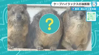 【けんみん元気ニュース】ケープハイラックスの油断顔がかわいい♥