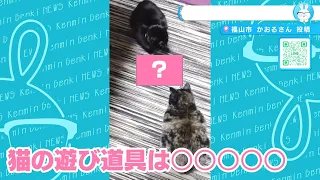 【けんみん元気ニュース】ハイテク猫の遊び道具は？？