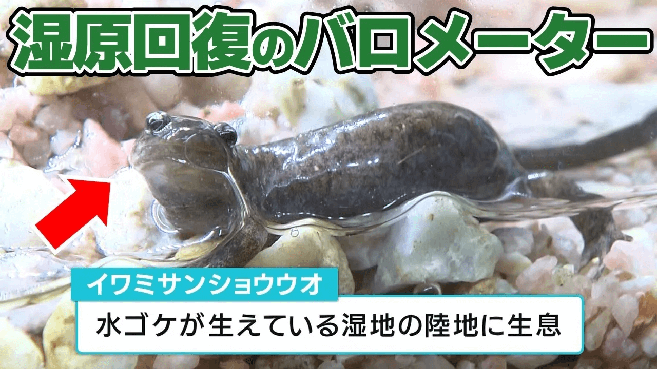 【地球派宣言】「イワミサンショウウオ」戻ってくれば湿原再生の目安に