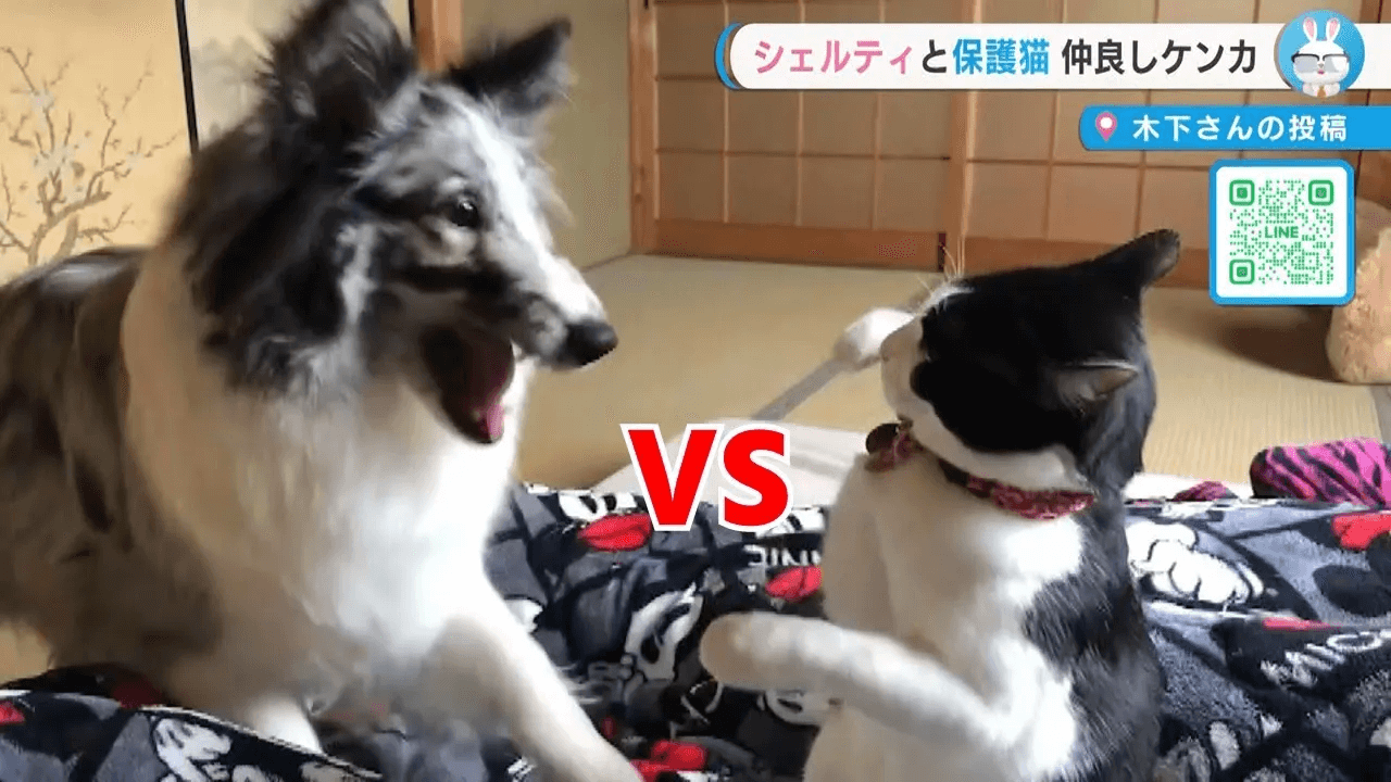 【けんみん元気ニュース】犬と猫のじゃれあいからの仲良しケンカ。ちょっとやりすぎた事を心配する犬が可愛い♥