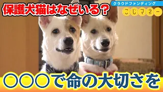 【こじマネー】「動物福祉を楽しく学んで身につけてほしい」　夢を叶えるクラウドファンディング