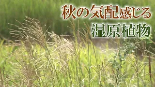 【地球派宣言】「北広島町・八幡湿原」涼しさ漂う湿原で出会った植物たち