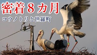 【地球派宣言】広島県内初のヒナ誕生　町民が見守った8カ月の軌跡